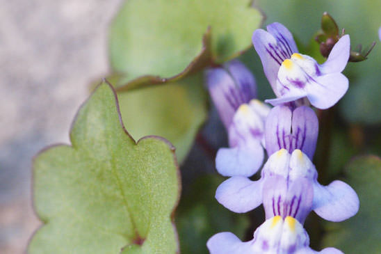 Cymbalaire des murs - Cymbalaria muralis 