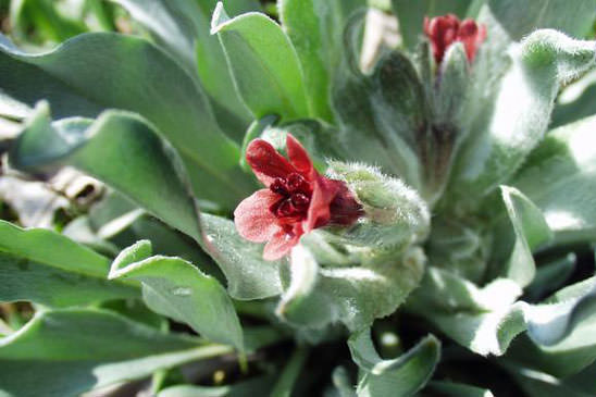 Cynoglosse à feuilles de Giroflée - Cynoglossum cheirifolium subsp. cheirifolium