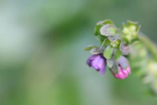 Cynoglosse d'Allemagne - Cynoglossum germanicum 