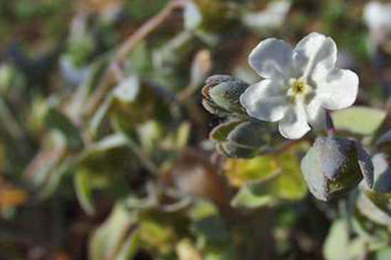 Cynoglosse des dunes - Iberodes littoralis subsp. littoralis