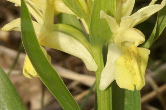 Dactylorhize à feuilles larges - Dactylorhiza sambucina 