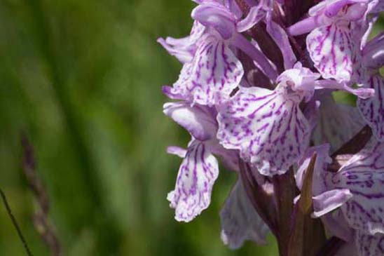 Dactylorhize tacheté - Dactylorhiza maculata 