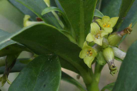 Daphné Lauréole - Daphne laureola 