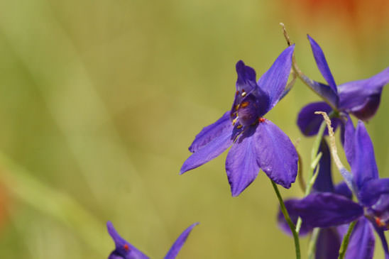 Dauphinelle consoude - Delphinium consolida subsp. consolida