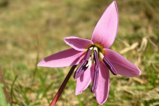 Dent-de-chien - Erythronium dens-canis 