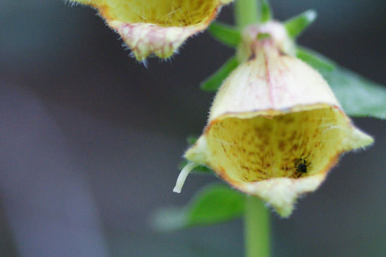 Digitale à grandes fleurs - Digitalis grandiflora 