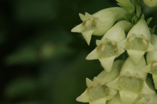 Digitale jaune - Digitalis lutea 