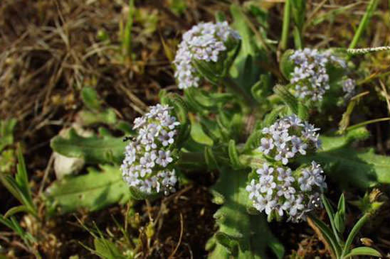 Doucette discoïde - Valerianella discoidea 