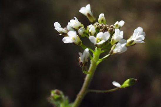 Drave des murailles - Draba muralis 