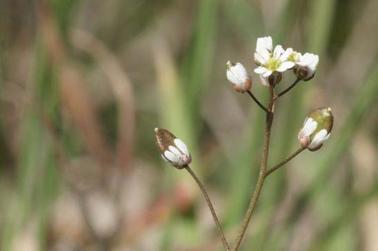 Drave printanière - Draba verna 