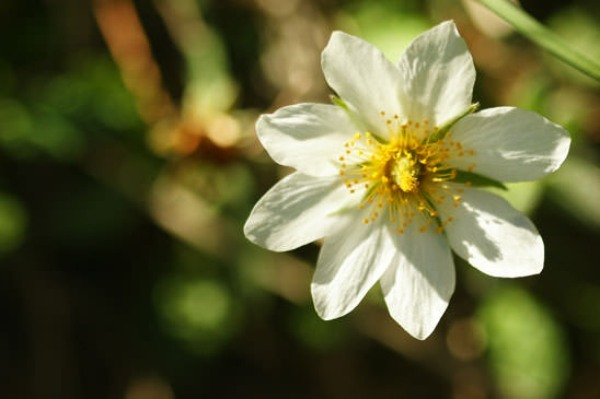 Dryade à huit pétales - Dryas octopetala 