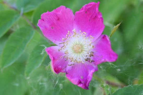 Églantier à fruits pendants - Rosa pendulina 