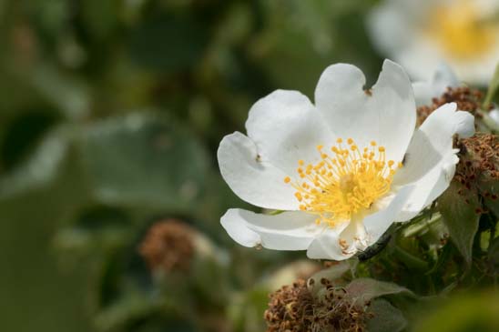 Églantier agreste - Rosa agrestis 