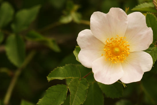 Églantier des chiens - Rosa canina 