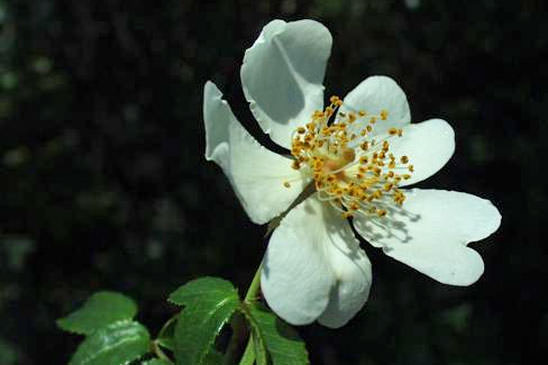 Églantier sempervirent - Rosa sempervirens 