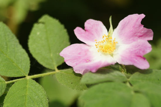 Églantier velu - Rosa villosa 