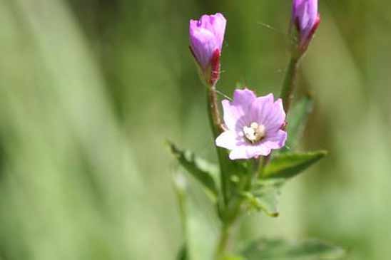 Épilobe à feuilles d'Alsine - Epilobium alsinifolium 