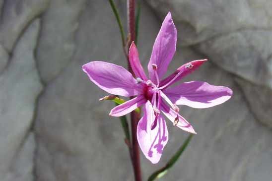 Épilobe à feuilles de Romarin - Epilobium dodonaei  subsp. dodonaei