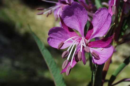 Épilobe à feuilles étroites - Epilobium angustifolium subsp. angustifolium