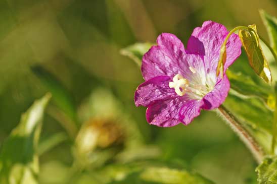 Épilobe à grandes fleurs - Epilobium hirsutum 