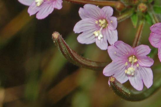 Épilobe à petites fleurs - Epilobium parviflorum 