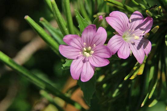 Épilobe des Alpes - Epilobium alpestre 