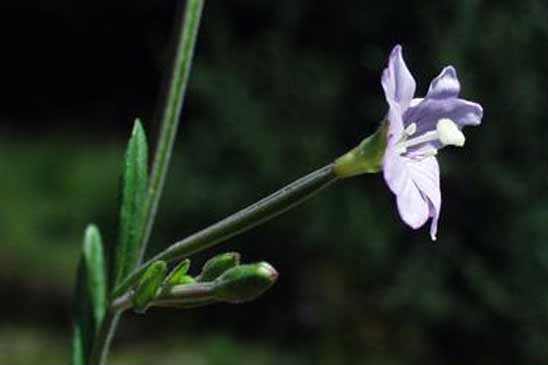 Épilobe des marais - Epilobium palustre 