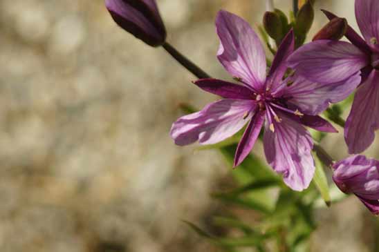 Épilobe des moraines - Epilobium dodonaei  subsp. fleisheri