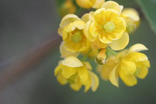 Épine-vinette - Berberis vulgaris 