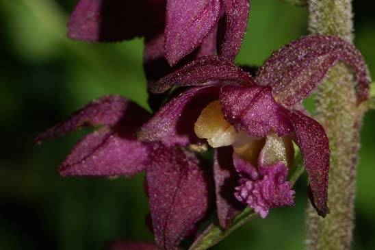 Épipactis rouge sombre - Epipactis atrorubens 