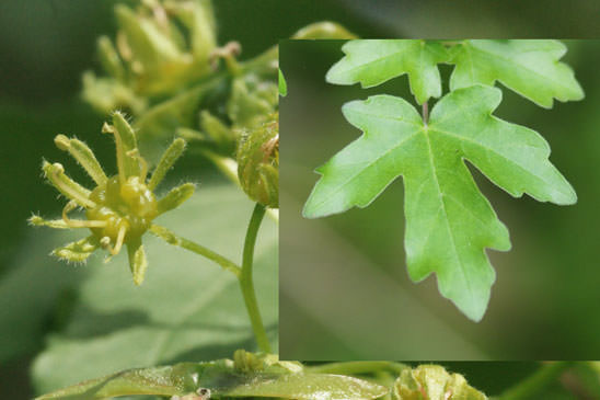 Érable champêtre - Acer campestre 