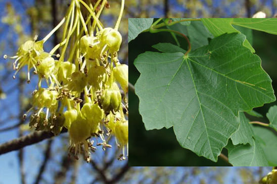 Érable d'Italie - Acer opalus subsp. opalus