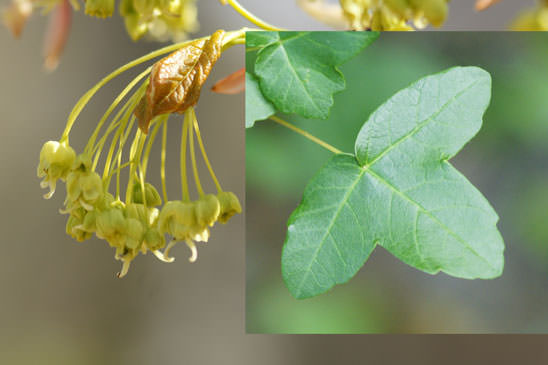 Érable de Montpellier - Acer monspessulanum 