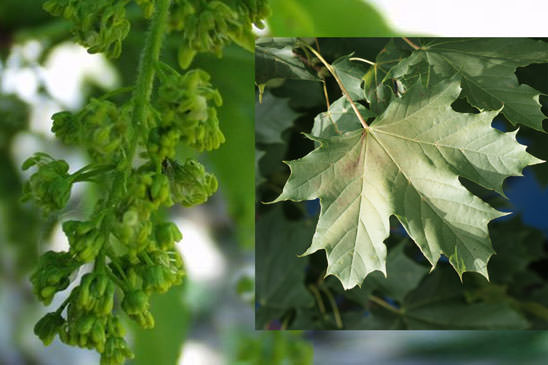 Érable plane - Acer platanoides 