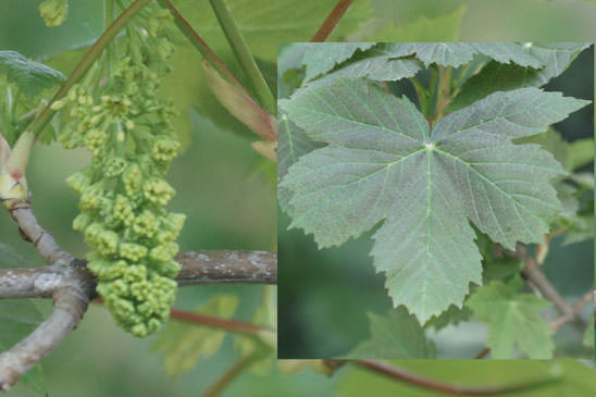 Érable sycomore - Acer pseudoplatanus 