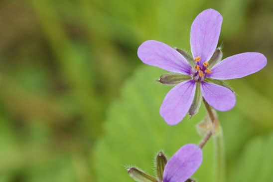 Erodium à feuilles de mauve - Erodium malacoides 