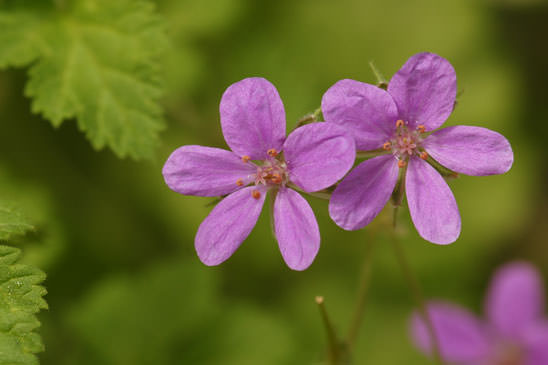 Érodium de Chios - Erodium chium 