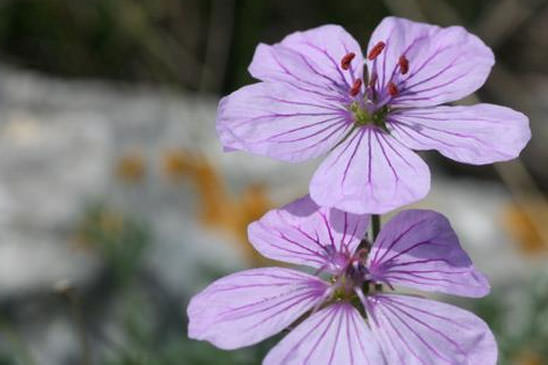 Érodium fétide - Erodium foetidum 