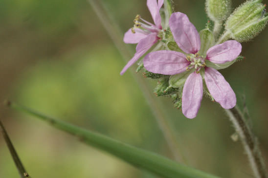 Érodium musqué - Erodium moschatum 