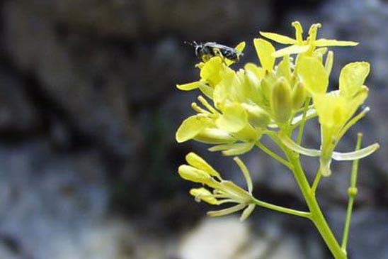 Érucastre à feuilles de Cresson - Erucastrum nasturtiifolium subsp. nasturtiifolium