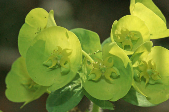 Euphorbe des bois - Euphorbia amygdaloides subsp. amygdaloides