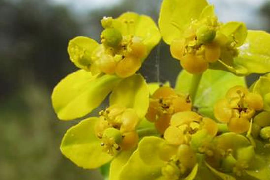 Euphorbe à têtes jaune d'or - Euphorbia flavicoma subsp. flavicoma