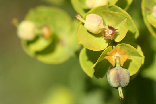 Euphorbe âcre - Euphorbia esula subsp. esula