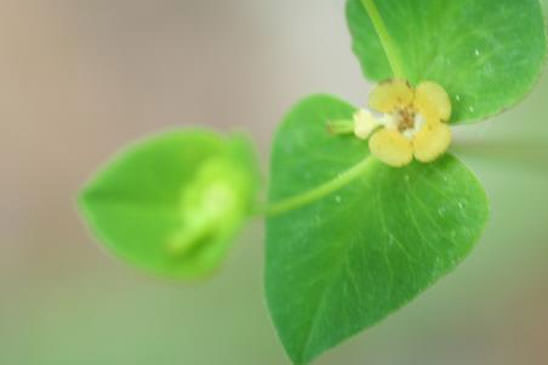 Euphorbe anguleuse - Euphorbia angulata 