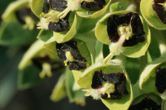 Euphorbe Characias - Euphorbia characias subsp. characias