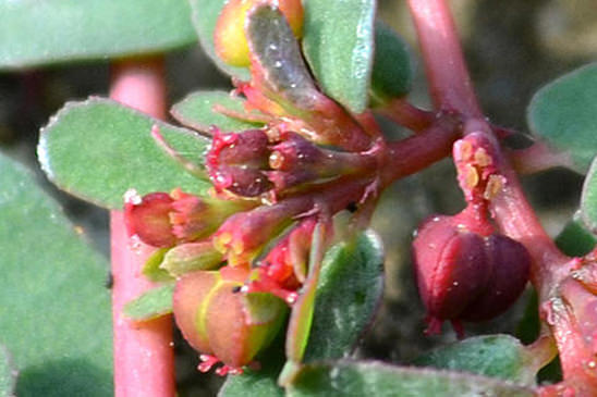 Euphorbe couchée - Euphorbia humifusa 