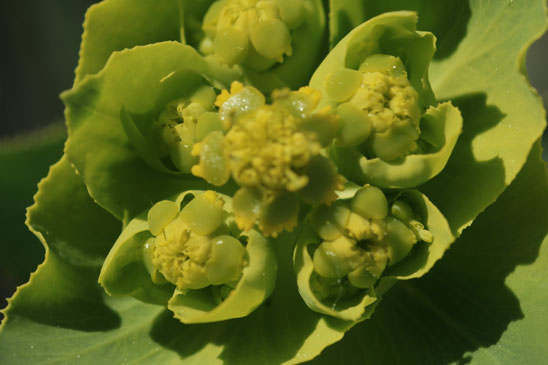 Euphorbe dentée - Euphorbia serrata 