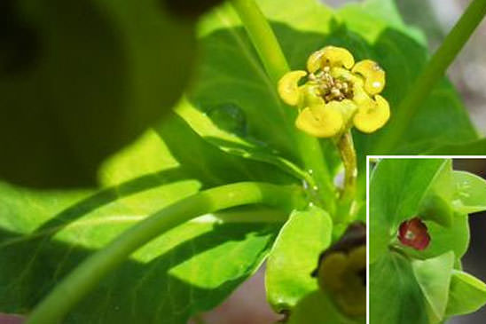 Euphorbe de Canut - Euphorbia canutii 