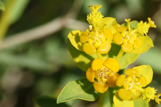 Euphorbe épineuse - Euphorbia spinosa 