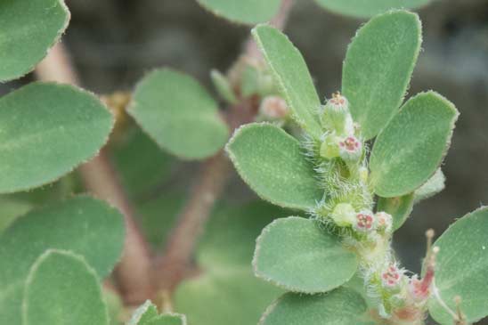 Euphorbe petit-figuier - Euphorbia chamaesyce chamaesyce